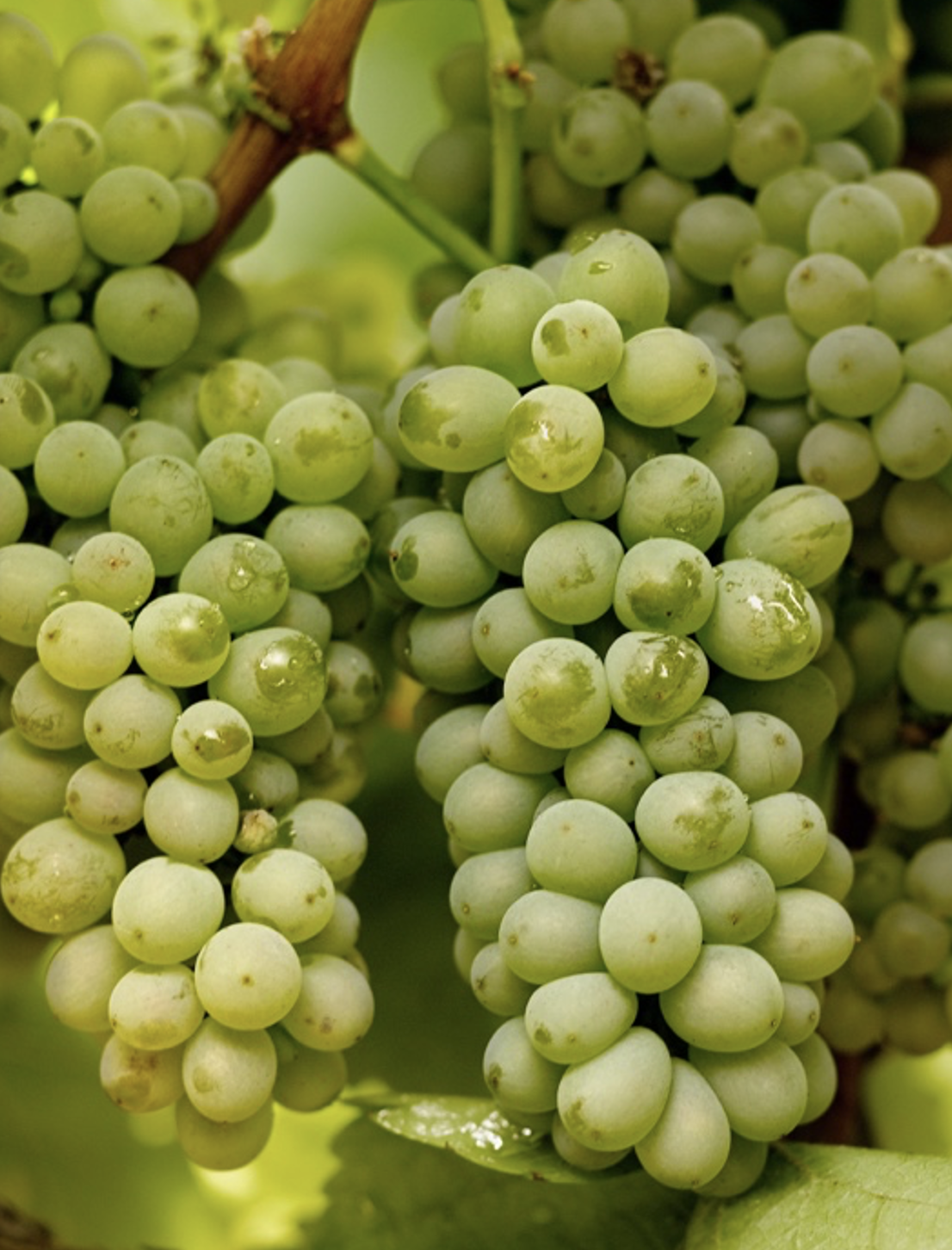 Green Godello grape bunches in Bierzo vineyards, Castilla y León
